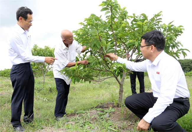 Nguồn vốn Ngân hàng NN&PTNT giúp nông dân Tây Ninh vượt khó làm giàu (26/10/2022)